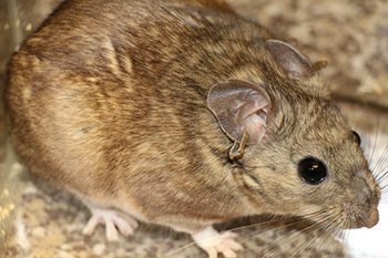 350_Matocq_Desert-woodrat.png