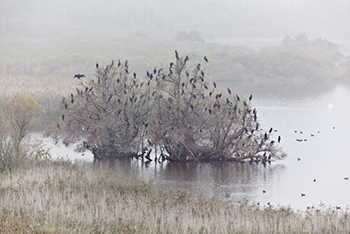 350_Nilsson_Cormorants.png