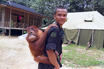 350_Young_orangutan_forest_school.png