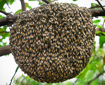 350_bee_swarm.png