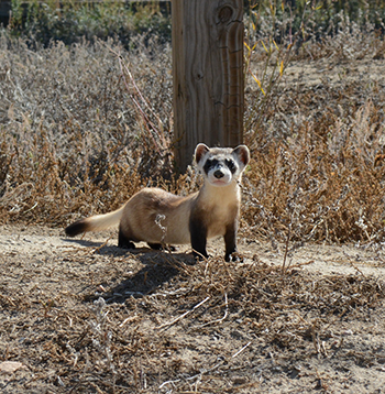 350_black_footed_ferret.png