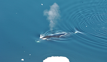 350_bowhead-whale.png