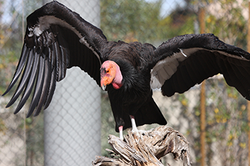 350_california_condor.png