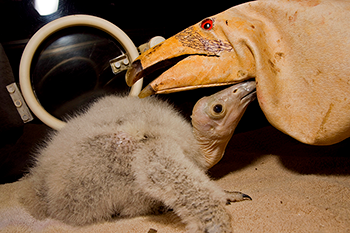 350_california_condor_chick_feeding.png