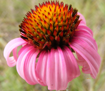 350_cone_flower.png