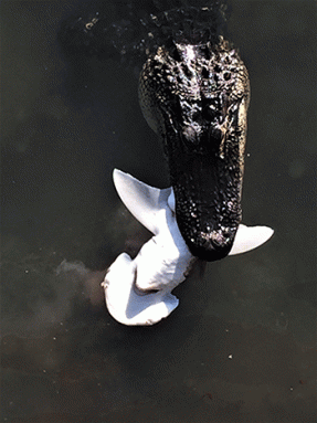 350_gatorandbonnethead.gif