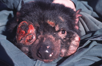 Baited breath: Tassie devils are dying from cancer but a new vaccine  approach could help save them - Australian Geographic