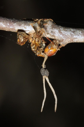 a dead ant clings to the underside of a branch, a fungus grows out of the ant's head towards the ground