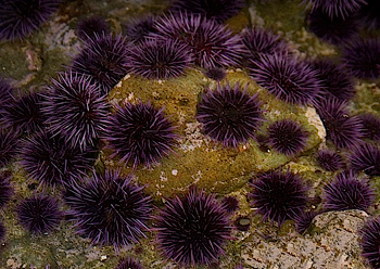 350_inline3_purple_sea_urchins.png