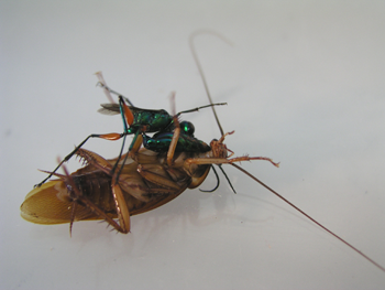 a green female wasp attacks a cockroach on its back