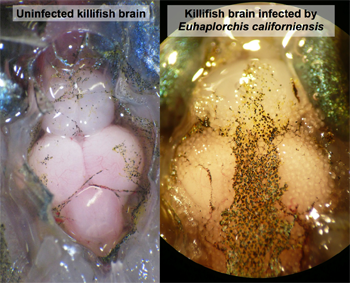 a composite image showing a healthy fish brain side by side with an infected fish brain