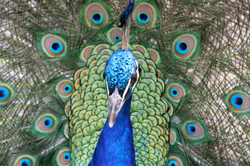 350_inline5_peacock.png