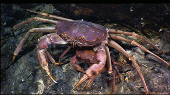 350_inline8_deep_sea_crab.png