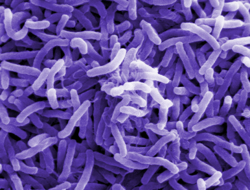 350_inline_Choleara_Bacterium_ND.png