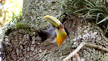 350_inline_Cockle---Red-Breasted-Toucan.png