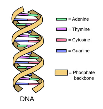 350_inline_DNAstrand.jpg