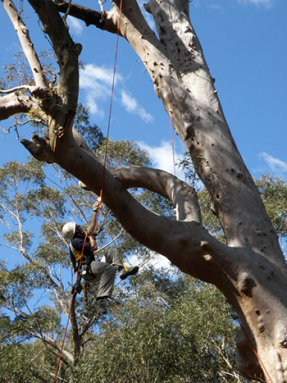 350_inline_Davis---Climbing-Tree.png