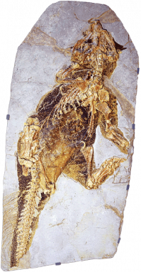 350_inline_Psittacosaurus_fossil.png