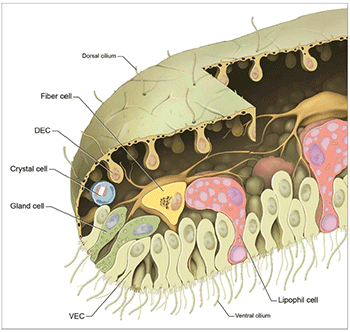 350_inline_Trichoplaxdiagram.gif