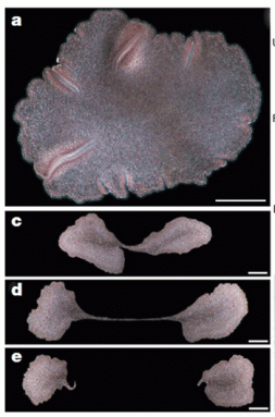 350_inline_Trichoplaxdividing.gif