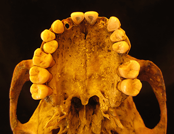 350_inline_ancientteeth_top.gif