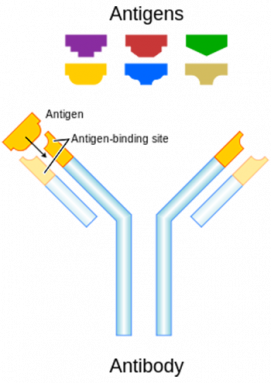 350_inline_antibody.png