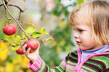 350_inline_applepicking.gif