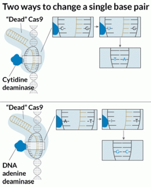 350_inline_basepair.gif