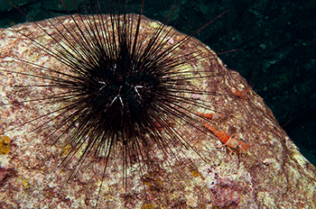 350_inline_blackurchin.gif