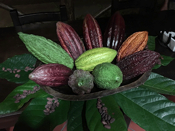 350_inline_cacaopods.gif