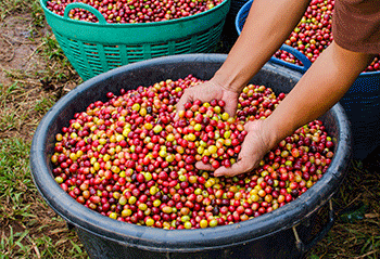 350_inline_coffeeberries.gif