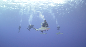 350_inline_diving_team_sharks.png