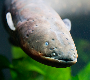 350_inline_electric_eel.png