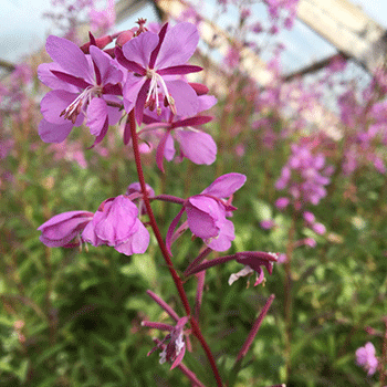 350_inline_fireweed.gif