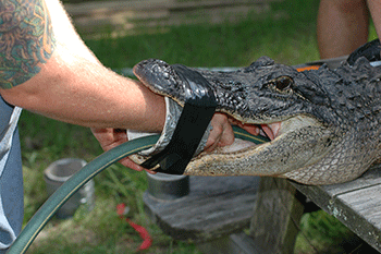 350_inline_gator_intubation.gif