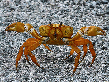 350_inline_landcrab.gif