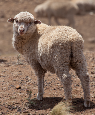 350_inline_lone_sheep_drought.jpg