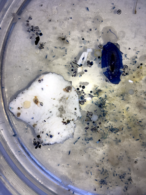 350_inline_microplastics_garbage_patch.png