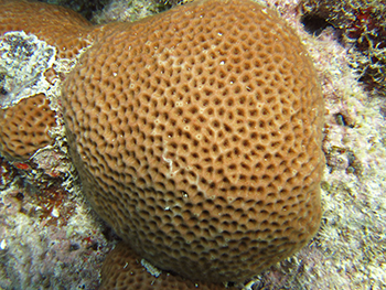 350_inline_starlet_coral.png