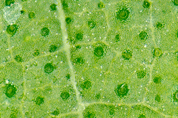 350_inline_stomata.gif