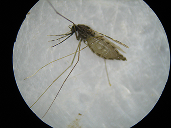 350_microscope_mosquito.png