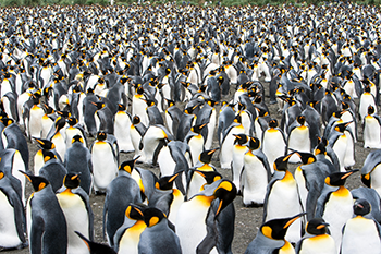 350_penguins_en_masse.png