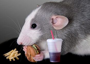 350_rat_having_snack.png