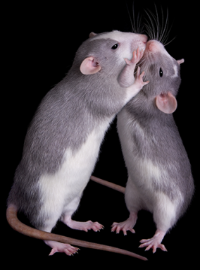 350_rats_wrestling.png