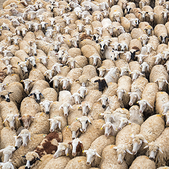 350_sheep_en_masse.png