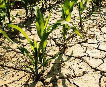 370_CCC10_dry_cornfield.png