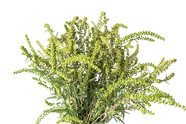 370_CCC9_ragweed_ambrosia_artemisiifolia.png