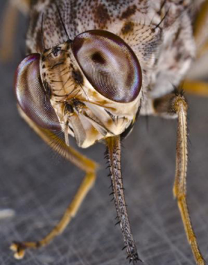 370_CCC9_tsetse_fly.png