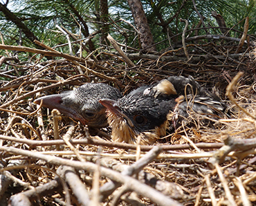 370_Cuckoo_chick_crow_chick.png