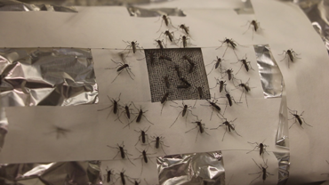 370_LEM-mosquitoes-graphene_SS.png